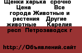 Щенки харька! срочно. › Цена ­ 5 000 - Все города Животные и растения » Другие животные   . Карелия респ.,Петрозаводск г.